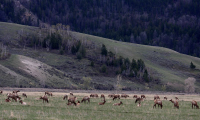 Elk herd