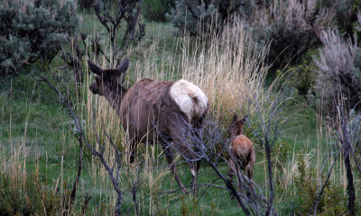 Elk  with calf