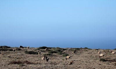 Tule elk herd