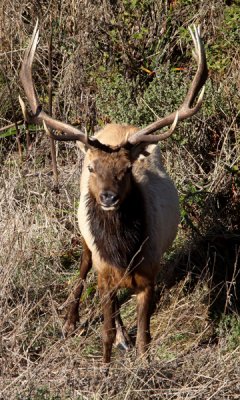 Tule elk bull