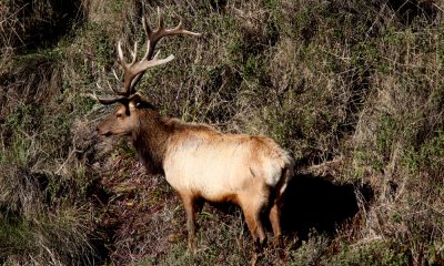 Tule elk bull