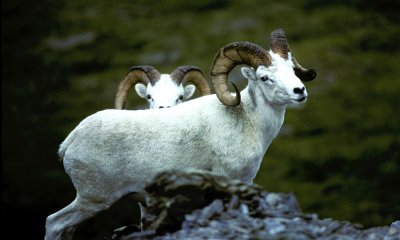 Dall's Sheep