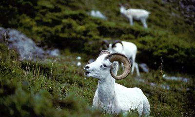 Dall's Sheep