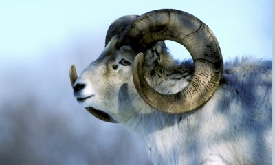 Dall's Sheep