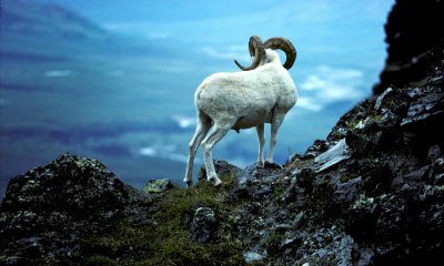 Dall's Sheep