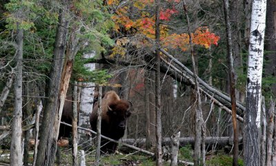 North American Bison