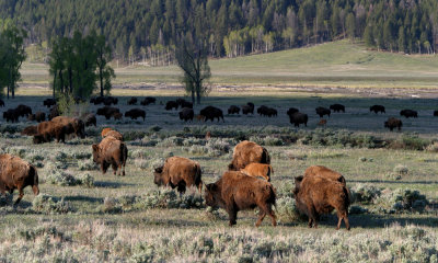 North American Bison