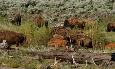 North American Bison