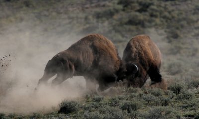 North American Bison