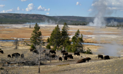 North American Bison