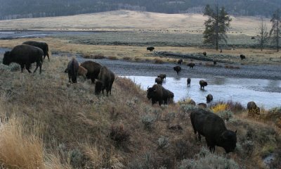 North American Bison