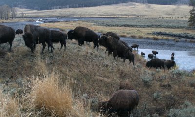 North American Bison