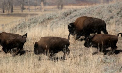 North American Bison