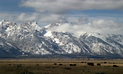 North American Bison