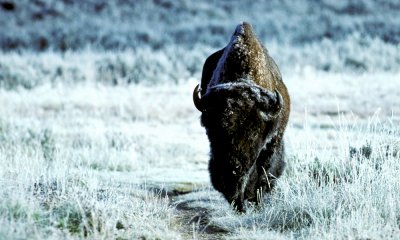 North American Bison