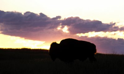 North American Bison