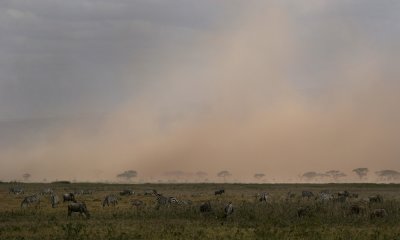 Amboseli N.P. dust storm
