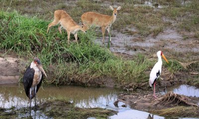 Marabou stork with reedbuck and yellow-billed stork