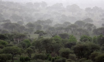 Tarangire rainstorm