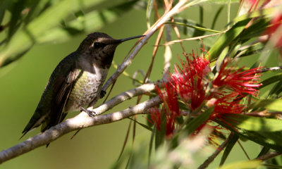 Anna's hummingbird