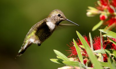 Anna's hummingbird