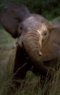 African elephant print