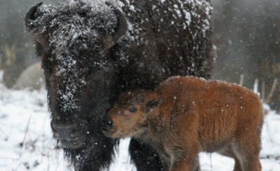 Gallery: Bison