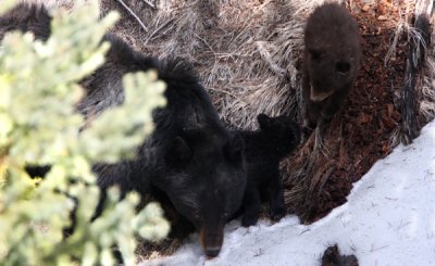 Black bear with cubs