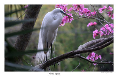 Great egret w blooms (print)