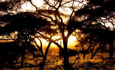 Tarangire sunset
