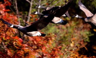 Canada goose