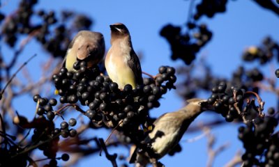 Cedar axwing