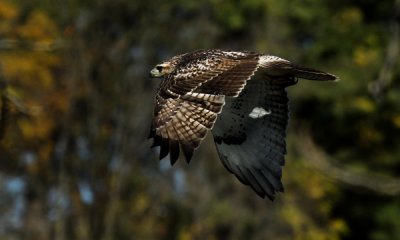 Red-tailed hawk