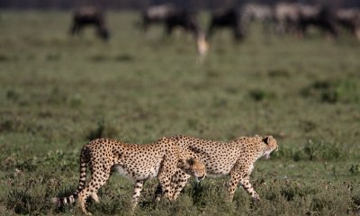 Cheetah, Tanzania