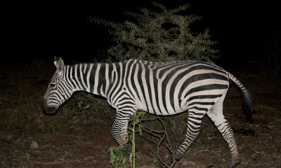 Common zebra, Amboseli, Kenya