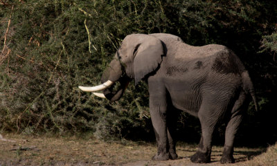 Elephant, Amboseli, Kenya