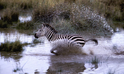 Common zebra, Amboseli, Kenya