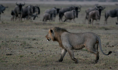 Lion with wildebeest, Amboseli, Kenya