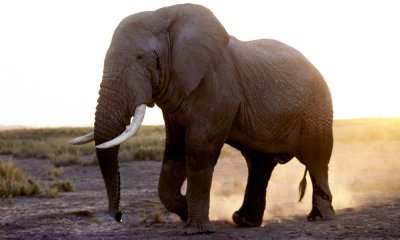 Elephant, Amboseli G.R., Kenya