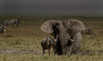 Elephant, Amboseli G.R., Kenya w wildebeest