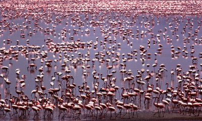 Kenya's Lakes Gallery