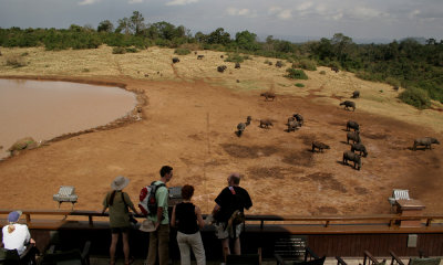 The Ark, Kenya