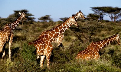 Reticulated Giraffes, Samburu-Buffalo Springs,Kenya