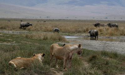 Lions with buffalo, Tanzania