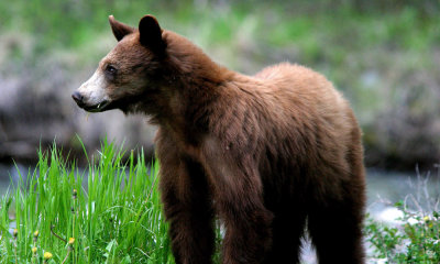Waterton Lakes N.P, black bear
