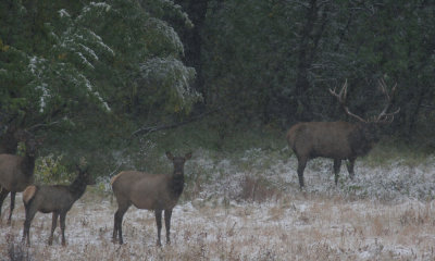 Waterton Lakes N.P, Elk in  snow storm
