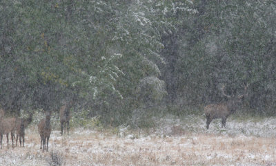 Waterton NP, Elk in  snow storm