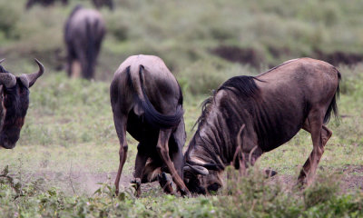 Wildebeest