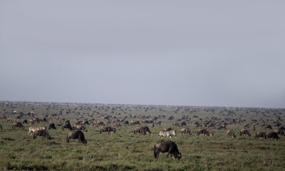 Wildebeest