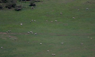 Common zebra